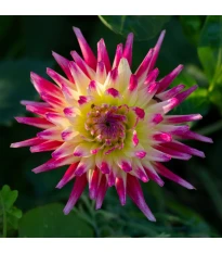 Dalia Tahiti Sunrise - Dahlia - bulwy dalii - 1 szt.
