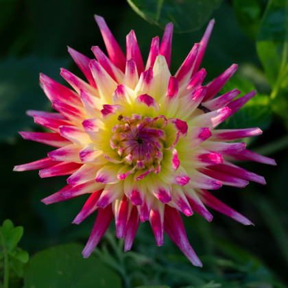 Dalia Tahiti Sunrise - Dahlia - bulwy dalii - 1 szt.