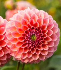 Dalia Nathalie G - Dahlia - bulwy dalii - 1 szt.