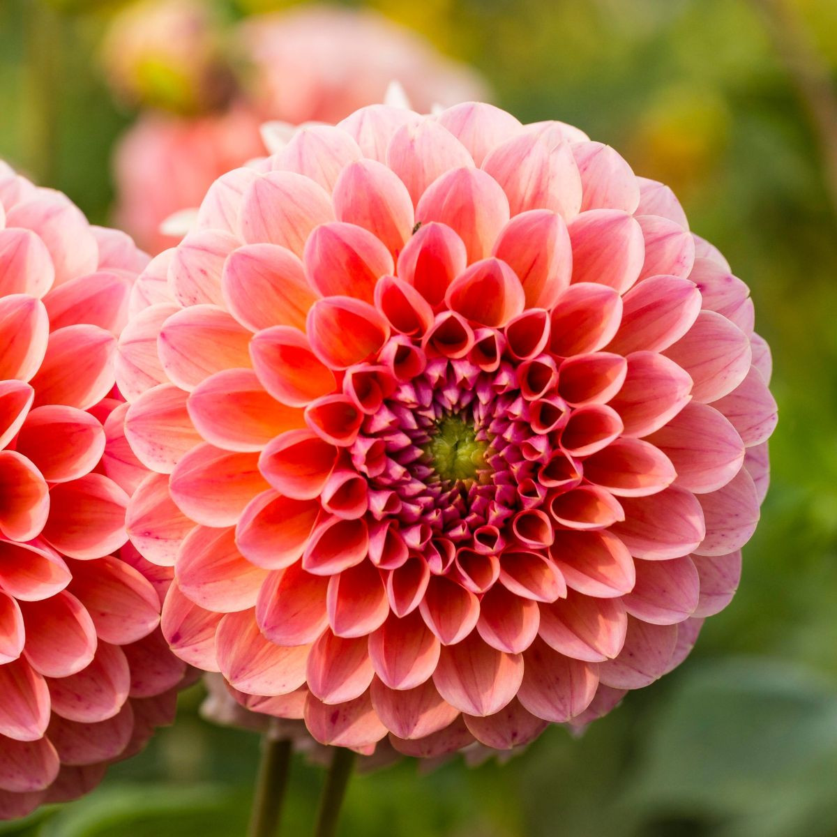 Dalia Nathalie G - Dahlia - bulwy dalii - 1 szt.