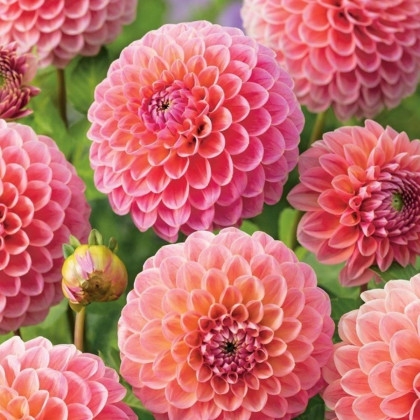 Dalia Nathalie G - Dahlia - bulwy dalii - 1 szt.