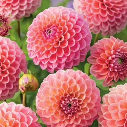 Dalia Nathalie G - Dahlia - bulwy dalii - 1 szt.