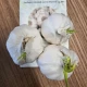 Czosnek sadzeniowy Flavor - Allium sativum - niełuskany - cebula czosnku - 3 szt.