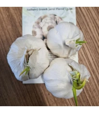 Czosnek sadzeniowy Flavor - Allium sativum - niełuskany - cebula czosnku - 3 szt.