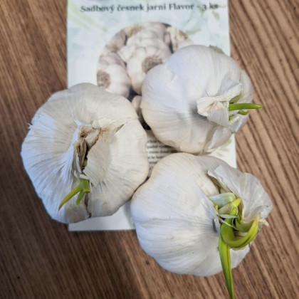 Czosnek sadzeniowy Flavor - Allium sativum - niełuskany - cebula czosnku - 3 szt.