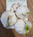 Czosnek sadzeniowy Flavor - Allium sativum - niełuskany - cebula czosnku - 3 szt.