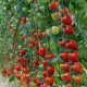 Pomidor palikowy Gardenberry F1 – Solanum lycopersicum – nasiona pomidorów