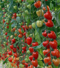 Pomidor palikowy Gardenberry F1 – Solanum lycopersicum – nasiona pomidorów
