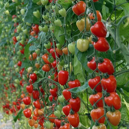 Pomidor palikowy Gardenberry F1 – Solanum lycopersicum – nasiona pomidorów