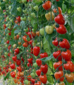 Pomidor palikowy Gardenberry F1 – Solanum lycopersicum – nasiona pomidorów