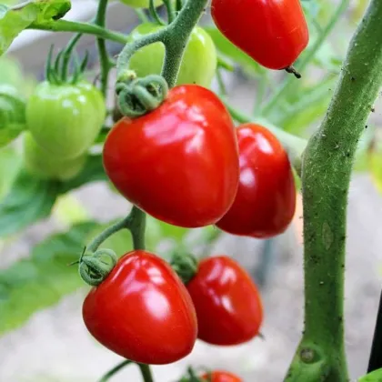 Pomidor palikowy Gardenberry F1 – Solanum lycopersicum – nasiona pomidorów