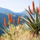 Aloes kapski – Aloe ferox – nasiona aloesu – 6 szt.