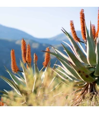 Aloes kapski – Aloe ferox – nasiona aloesu – 6 szt.