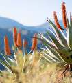 Aloes kapski – Aloe ferox – nasiona aloesu – 6 szt.