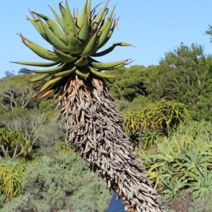 Aloes kapski – Aloe ferox – nasiona aloesu – 6 szt.