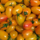 BIO Pomidor tyczkowy Artisan Blush Tiger – Solanum lycopersicum – bio nasiona pomidora – 6 szt.