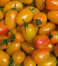 BIO Pomidor tyczkowy Artisan Blush Tiger – Solanum lycopersicum – bio nasiona pomidora – 6 szt.