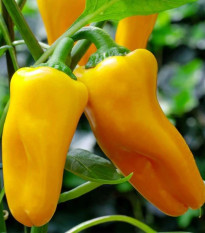 Papryka Snacking Yellow F1 – Capsicum annuum – nasiona papryki – 5 szt.