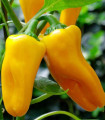 Papryka Snacking Yellow F1 – Capsicum annuum – nasiona papryki – 5 szt.