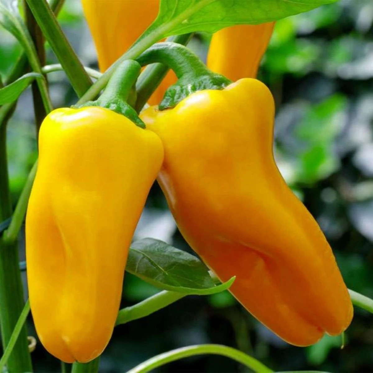 Papryka Snacking Yellow F1 – Capsicum annuum – nasiona papryki – 5 szt.