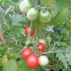 Pomidor Red Robin – Solanum lycopersicum – nasiona pomidora – 6 szt.