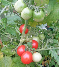 Pomidor Red Robin – Solanum lycopersicum – nasiona pomidora – 6 szt.