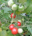 Pomidor Red Robin – Solanum lycopersicum – nasiona pomidora – 6 szt.