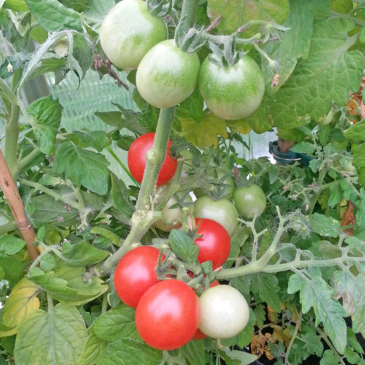 Pomidor Red Robin – Solanum lycopersicum – nasiona pomidora – 6 szt.