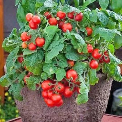 Pomidor Red Robin – Solanum lycopersicum – nasiona pomidora – 6 szt.