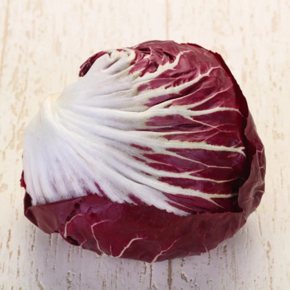 Cykoria Radicchio Indigo F1 – Cichorium intybus – sprzedaż nasion – 20 szt.