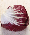 Cykoria Radicchio Indigo F1 – Cichorium intybus – sprzedaż nasion – 20 szt.