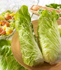 Cykoria Virtus F1 – Cichorium intybus – nasiona cykorii – 20 szt.