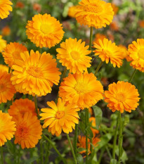 Nagietek lekarski Orange Prinzess - Calendula officinalis) – nasiona, 50 sztuk