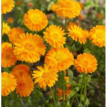 Nagietek lekarski Orange Prinzess - Calendula officinalis) – nasiona, 50 sztuk