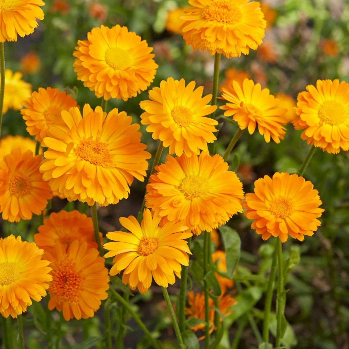 Nagietek lekarski Orange Prinzess - Calendula officinalis) – nasiona, 50 sztuk