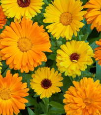 Nagietek lekarski Fiesta Gitana – Calendula officinalis – nasiona nagietka – 50 szt.