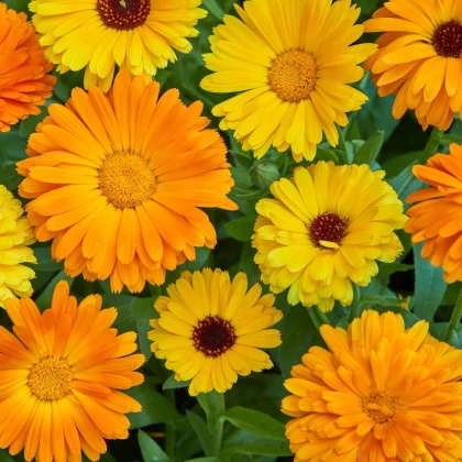 Nagietek lekarski Fiesta Gitana – Calendula officinalis – nasiona nagietka – 50 szt.