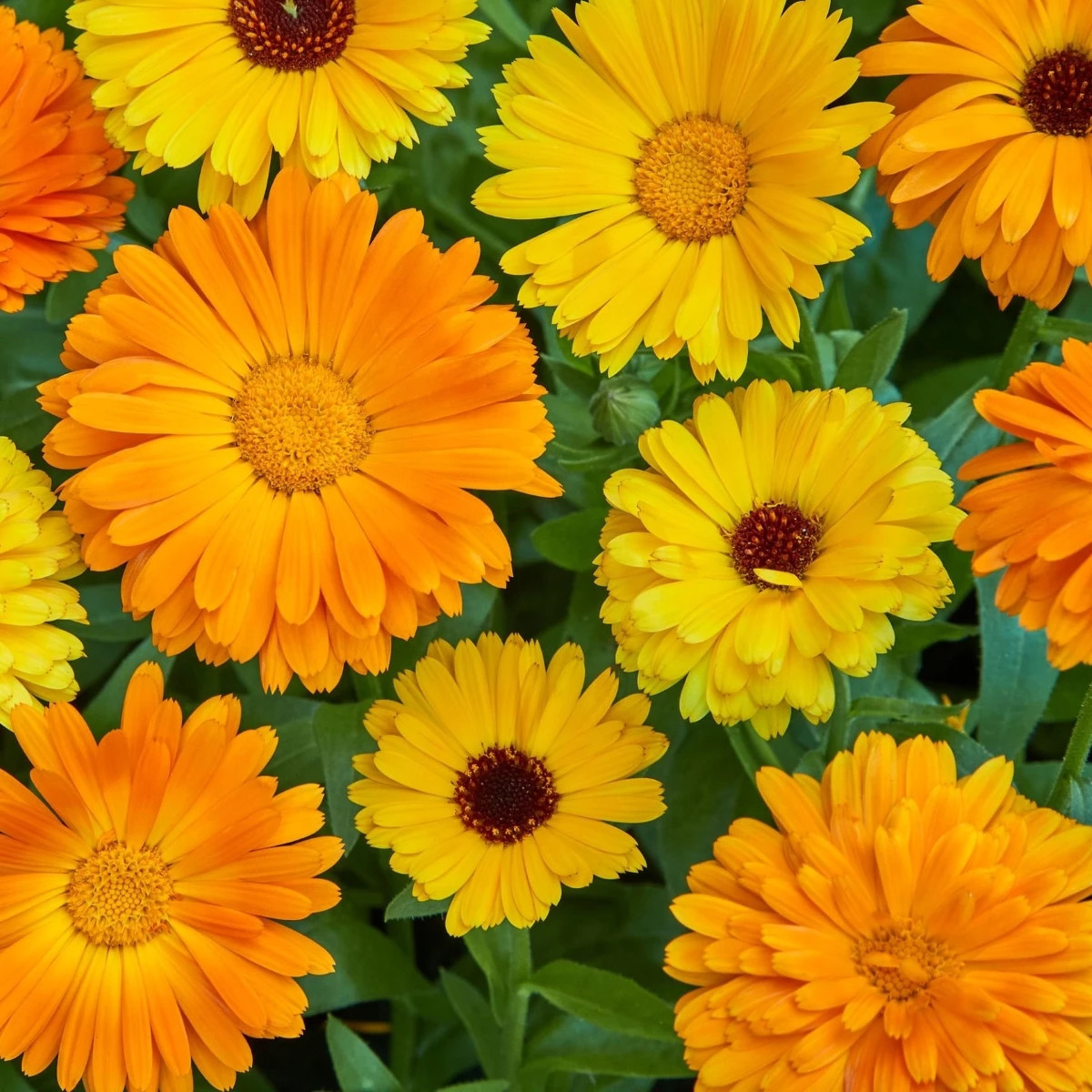 Nagietek lekarski Fiesta Gitana – Calendula officinalis – nasiona nagietka – 50 szt.
