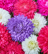 Aster chiński Teppich Mix – Callistephus chinensis – nasiona astry – 50 szt.