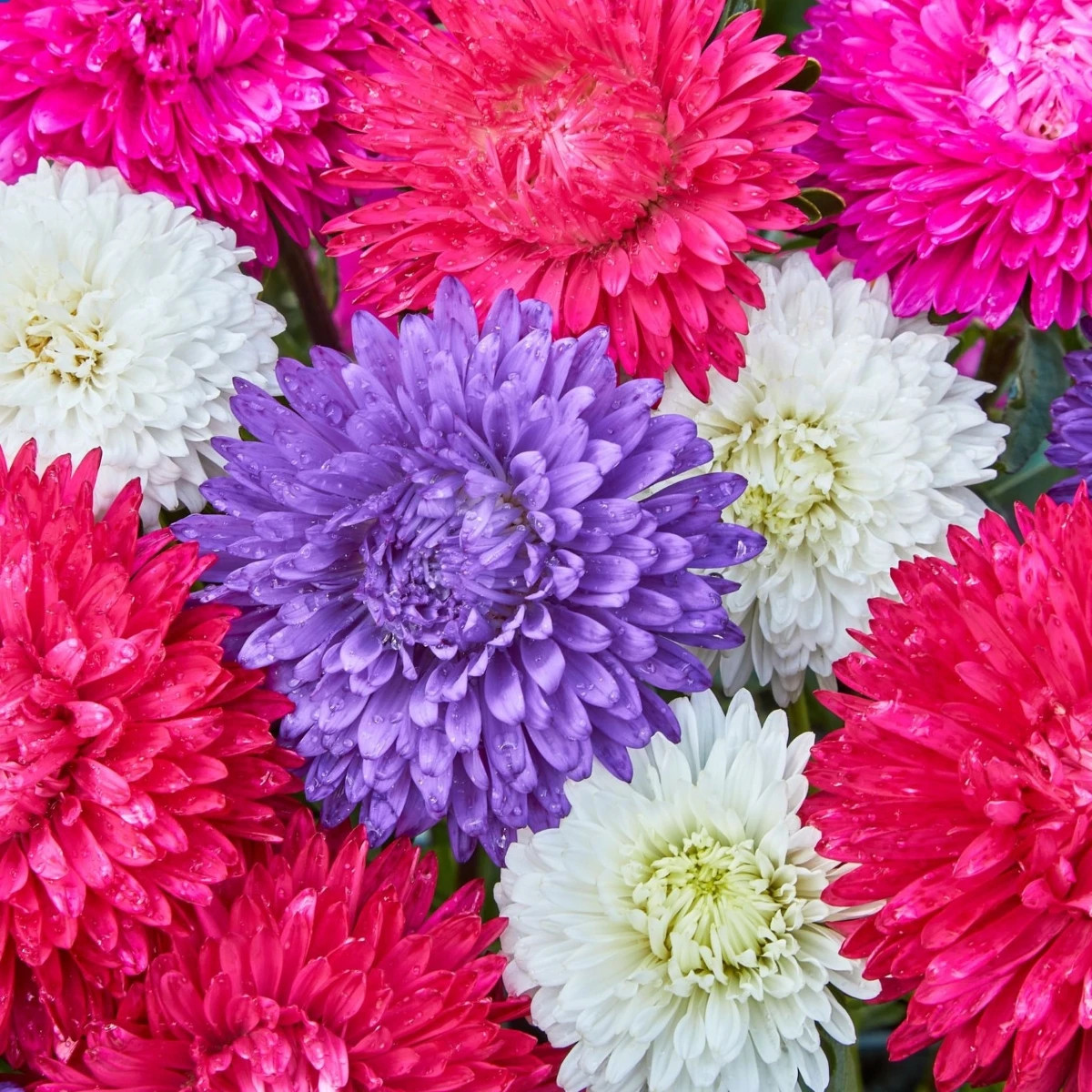 Aster chiński Teppich Mix – Callistephus chinensis – nasiona astry – 50 szt.