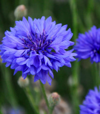 Chaber bławatek „Blauer Junge” – Centaurea cyanus – nasiona chabra bławatka – 45 szt.