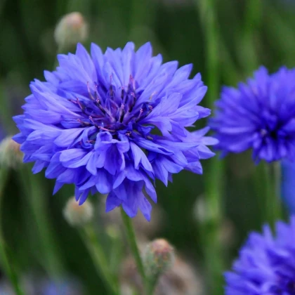 Chaber bławatek „Blauer Junge” – Centaurea cyanus – nasiona chabra bławatka – 45 szt.
