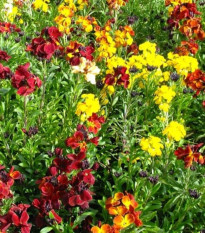 Chejr syberyjski pojedynczy mix kolorów – Erysimum cheiri – nasiona laku – 30 szt.
