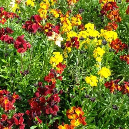 Chejr syberyjski pojedynczy mix kolorów – Erysimum cheiri – nasiona laku – 30 szt.