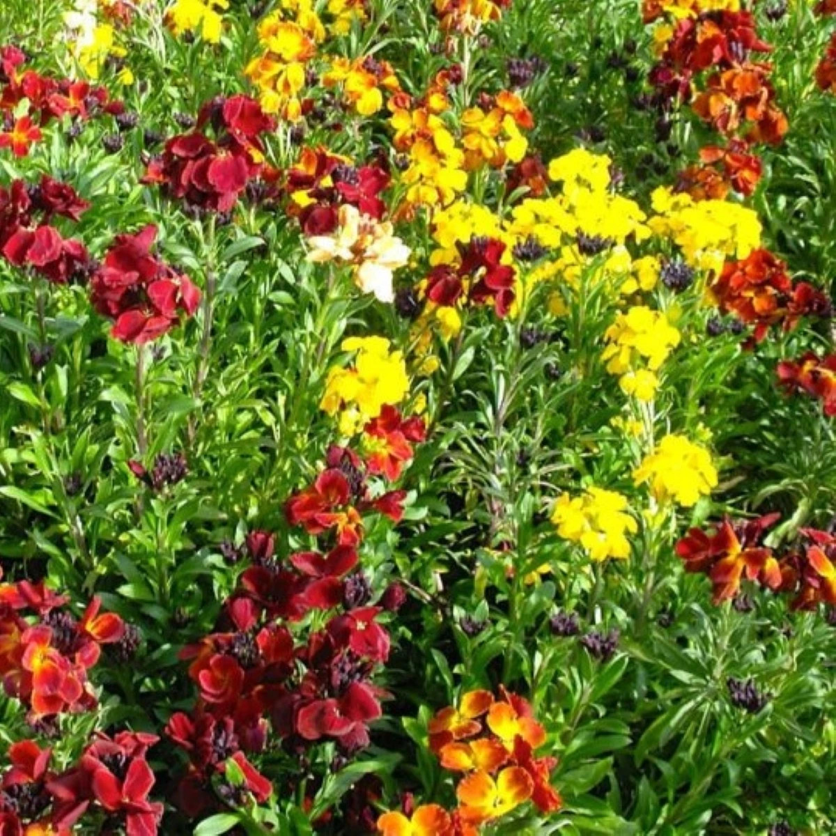 Chejr syberyjski pojedynczy mix kolorów – Erysimum cheiri – nasiona laku – 30 szt.