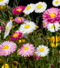 Kocanka ogrodowa pełnokwiatowa mieszanka – Acroclinium roseum – nasiona kocanki – 0,06 g