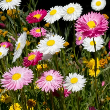 Kocanka ogrodowa pełnokwiatowa mieszanka – Acroclinium roseum – nasiona kocanki – 0,06 g