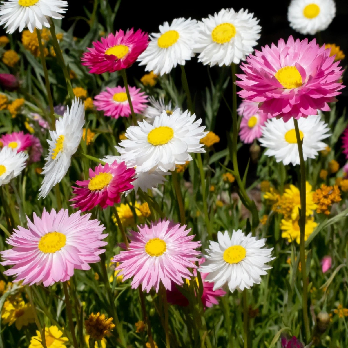 Kocanka ogrodowa pełnokwiatowa mieszanka – Acroclinium roseum – nasiona kocanki – 0,06 g