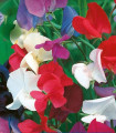 Groch pachnący królewski mix – Lathyrus odoratus – nasiona groszku pachnącego – 20 szt.