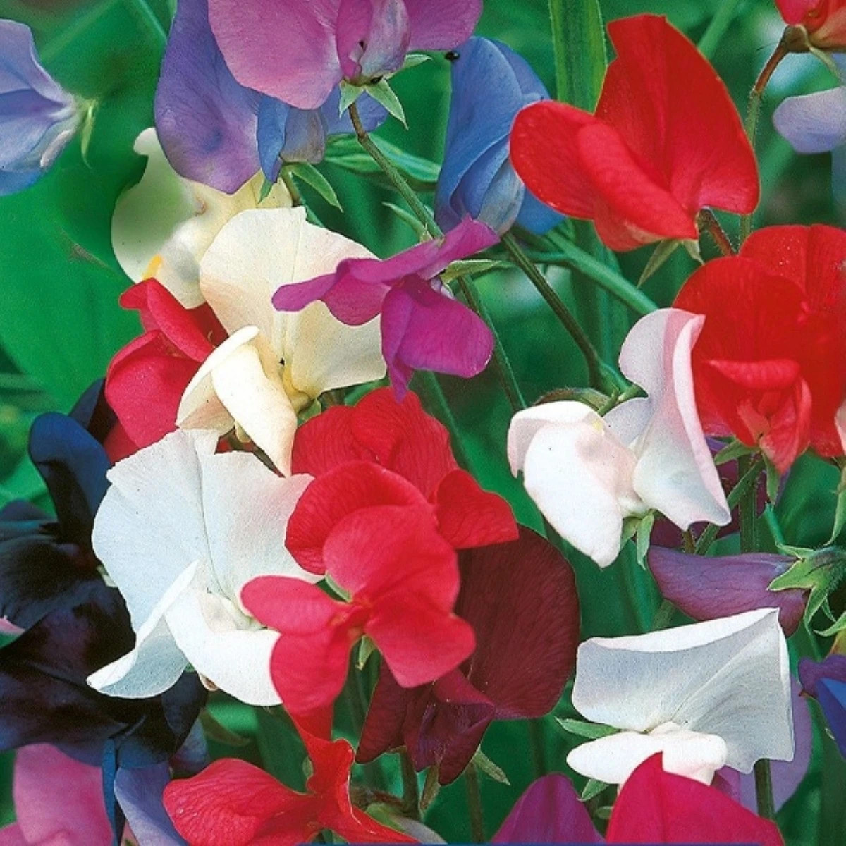 Groch pachnący królewski mix – Lathyrus odoratus – nasiona groszku pachnącego – 20 szt.